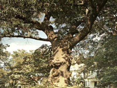 Indian Mound Oak _ famous tree of Texas